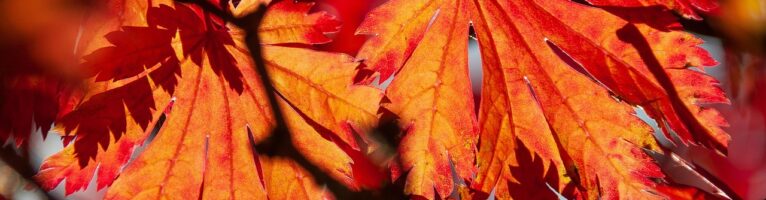 Herbstferien 2025